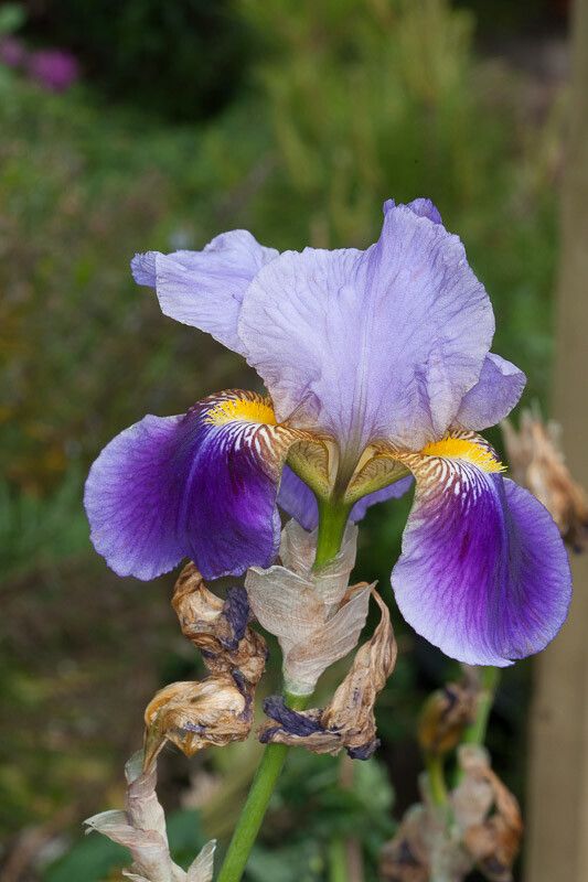 Iris × germanica flower