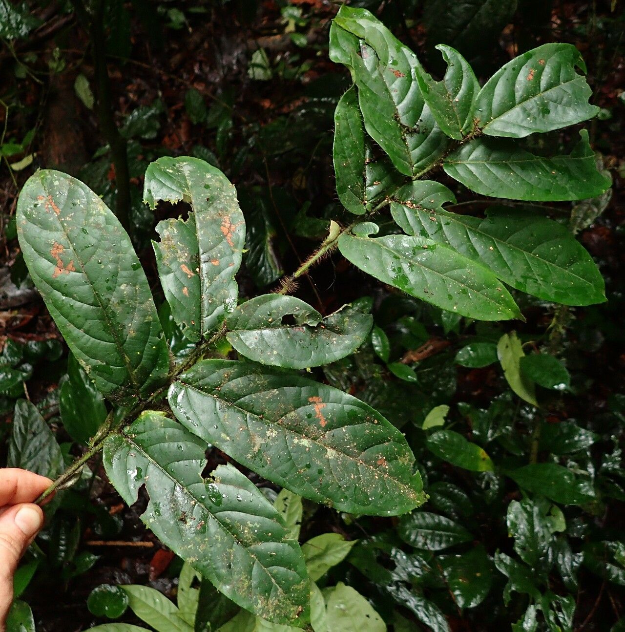 Diospyros conocarpa — houseplant care guide