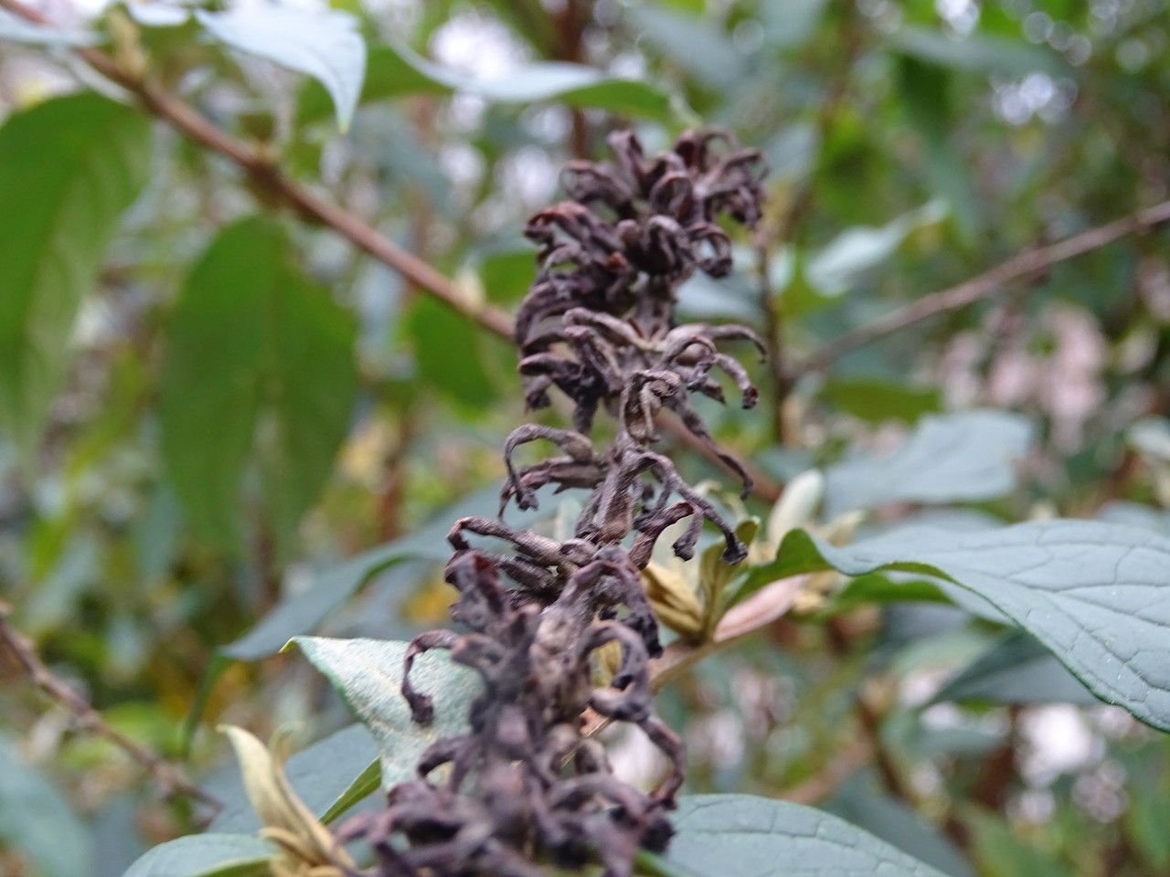 Buddleja lindleyana flower