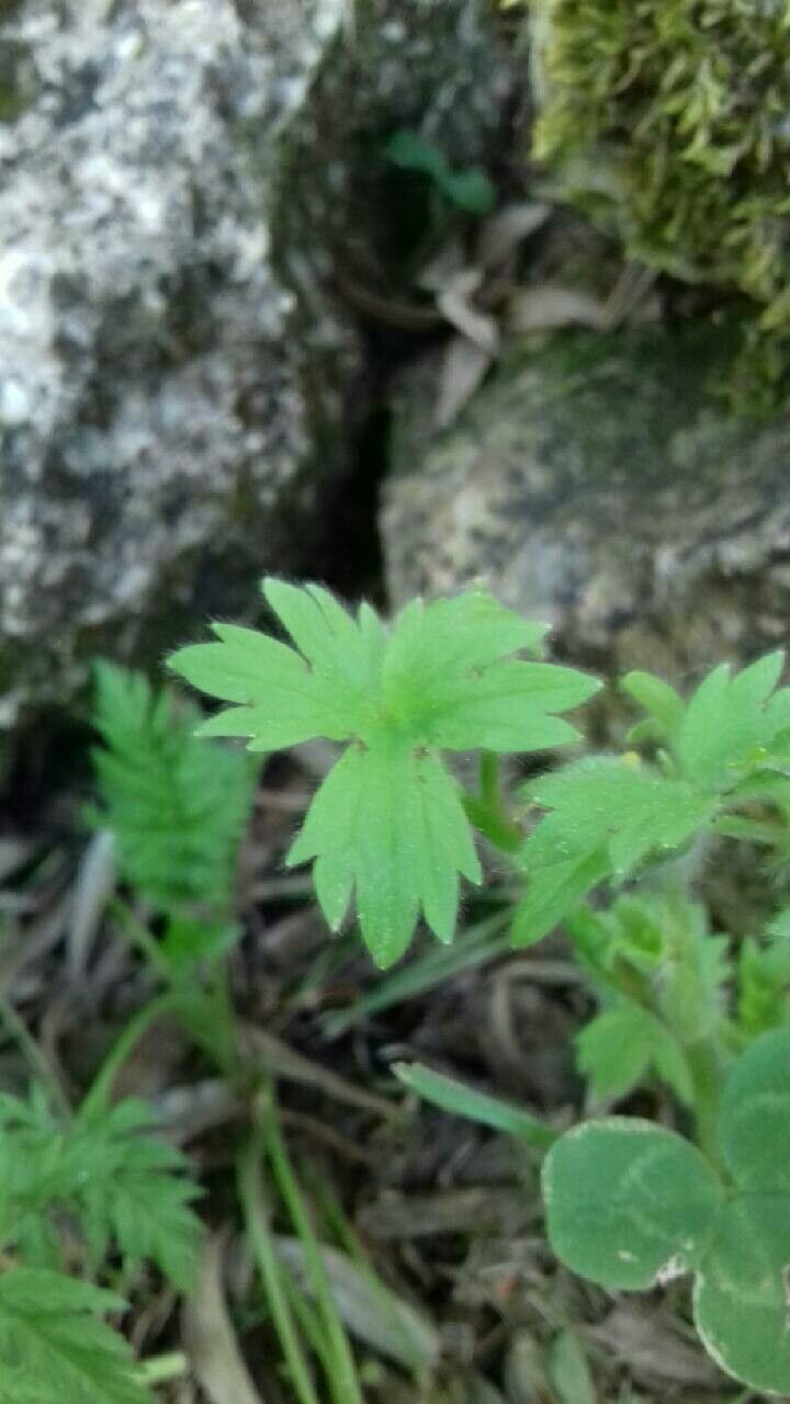Ranunculus parviflorus — search result for 'Ranunculus'