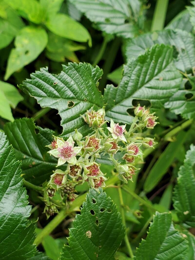 Rubus fellatae — houseplant care guide