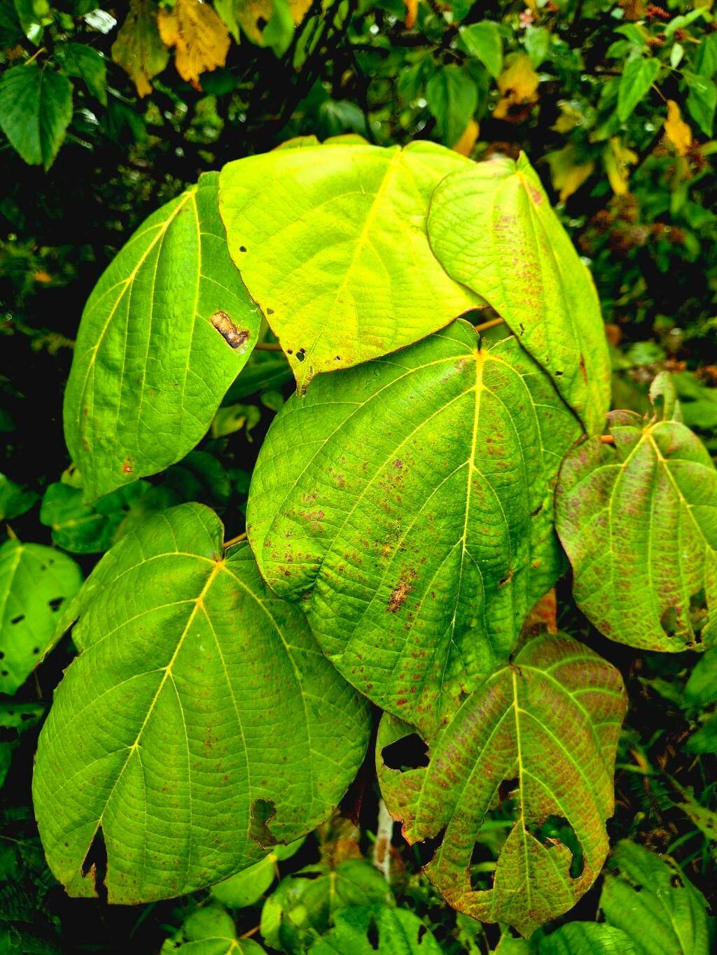 Macaranga vedeliana — houseplant care guide