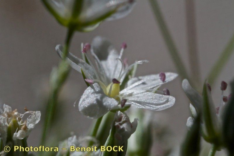 Minuartia setacea fruit