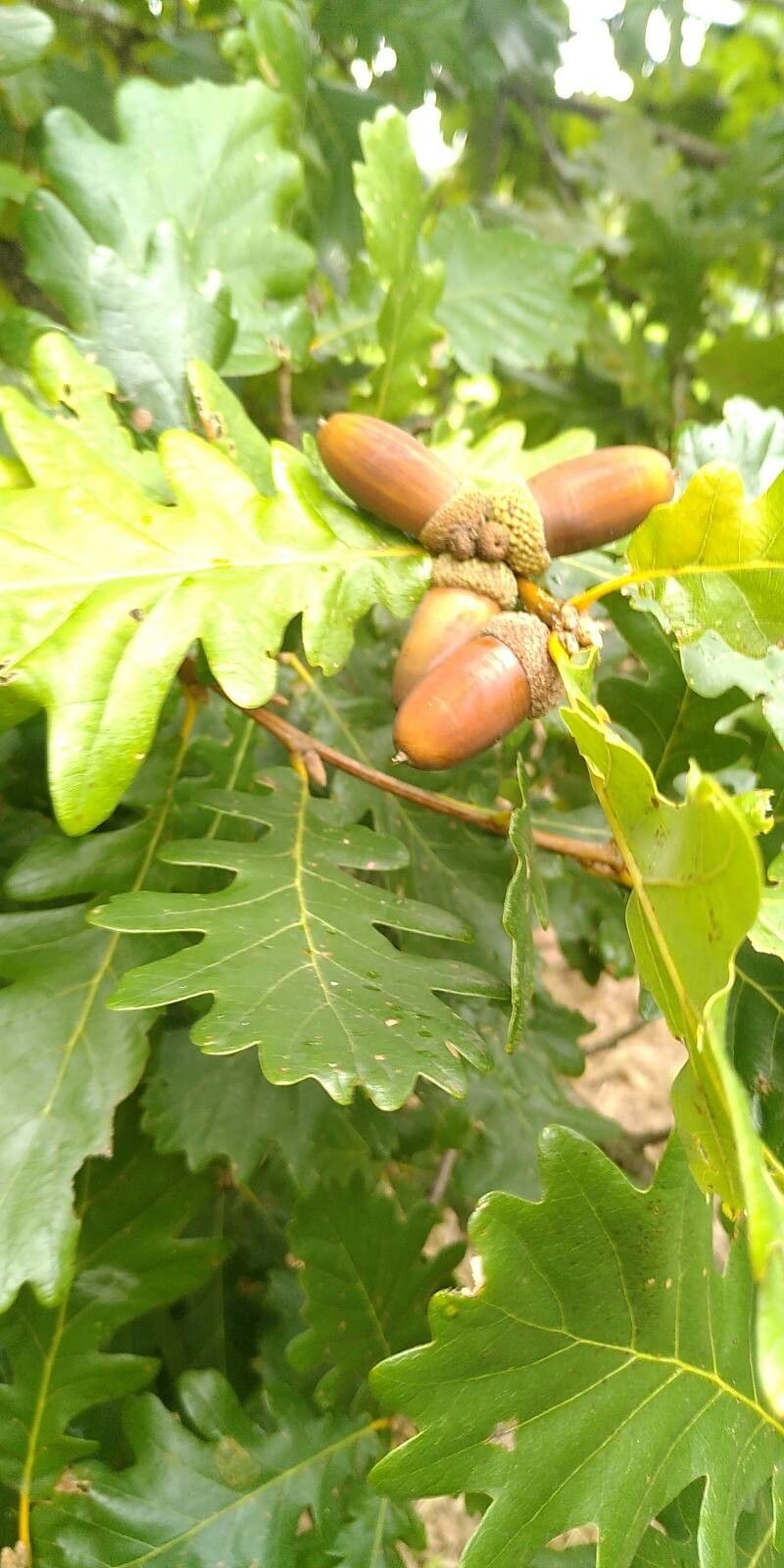 Quercus frainetto fruit