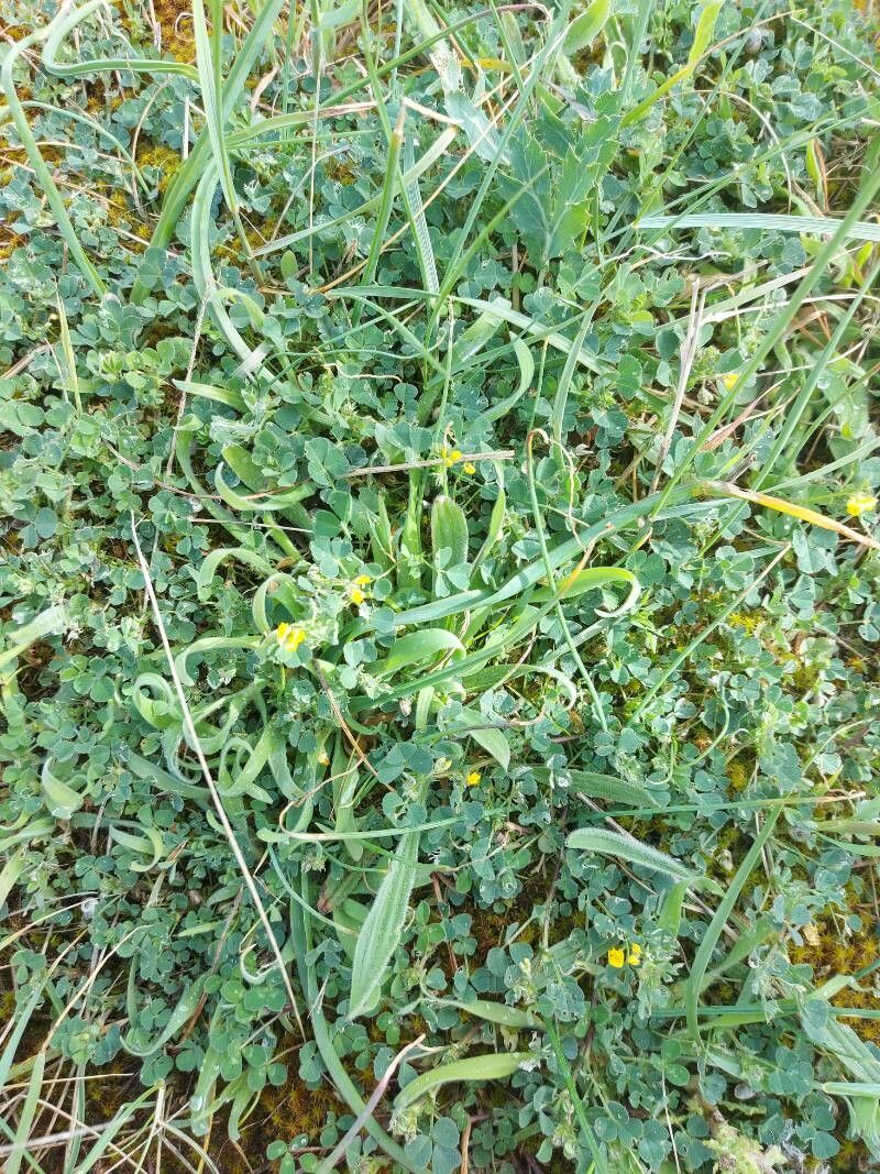 Medicago tornata leaf