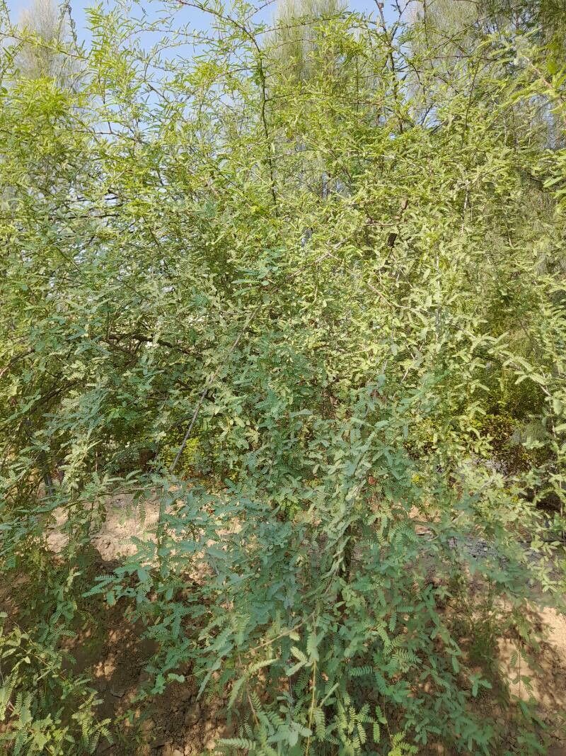 Prosopis cineraria habit