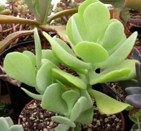 Sedum alexanderi — houseplant care guide