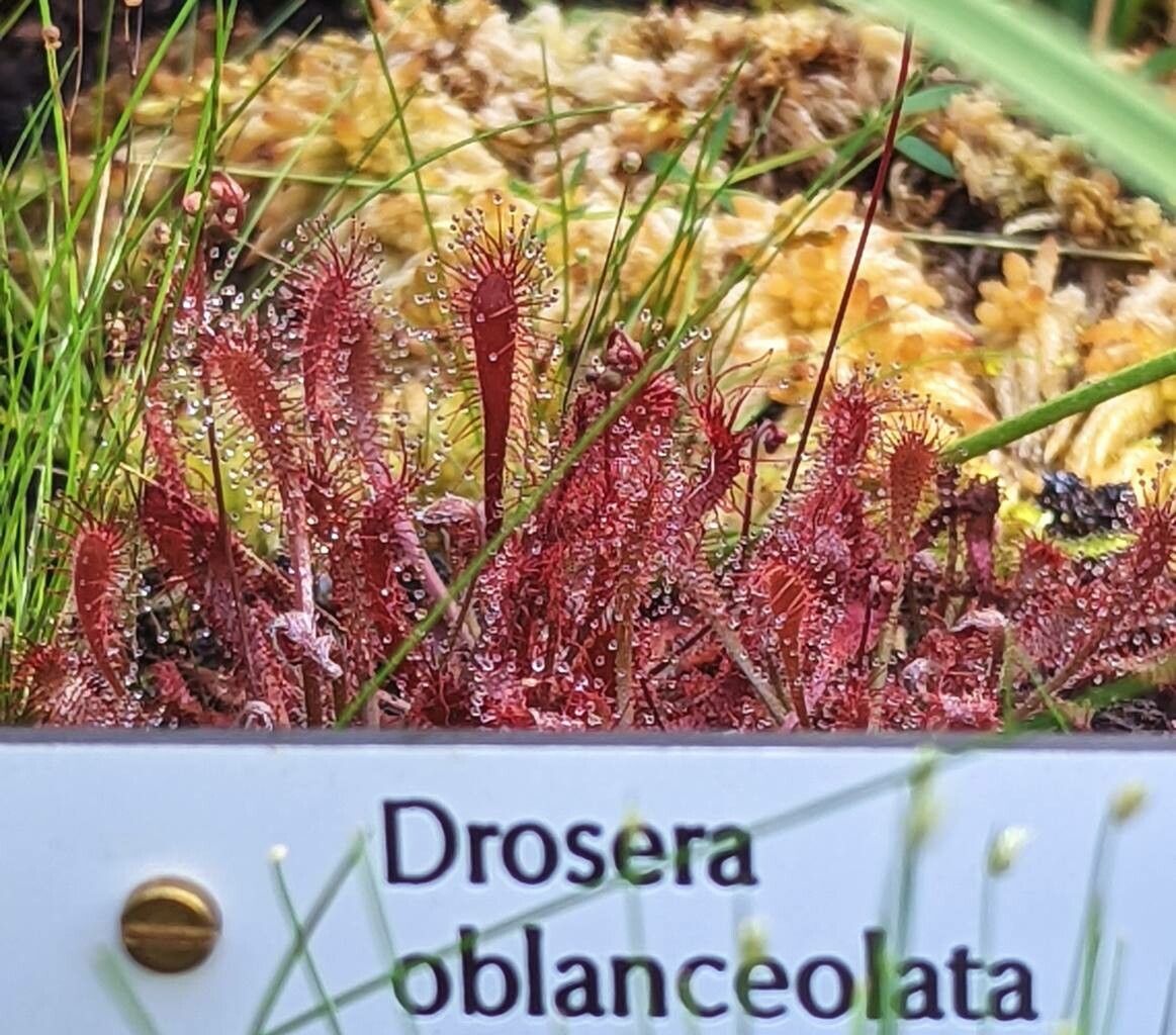 Drosera oblanceolata other