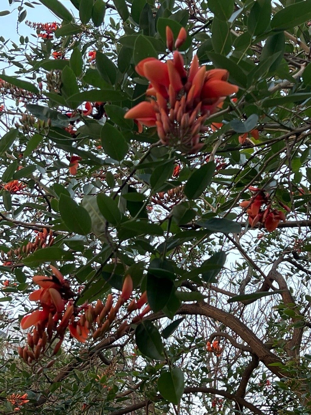 Erythrina suberosa — search result for 'Erythrina'