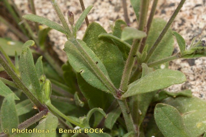 Silene virescens other