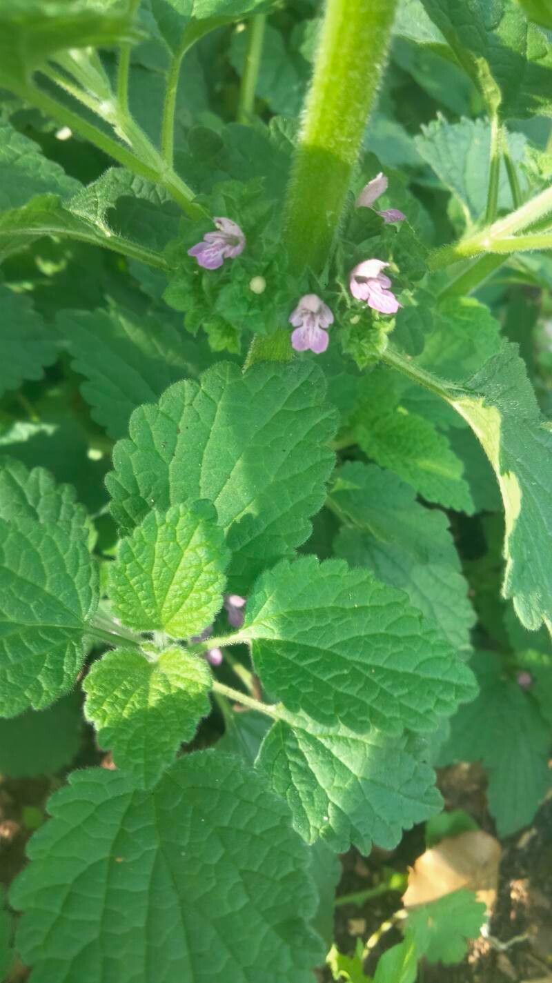 Urtica rupestris leaf