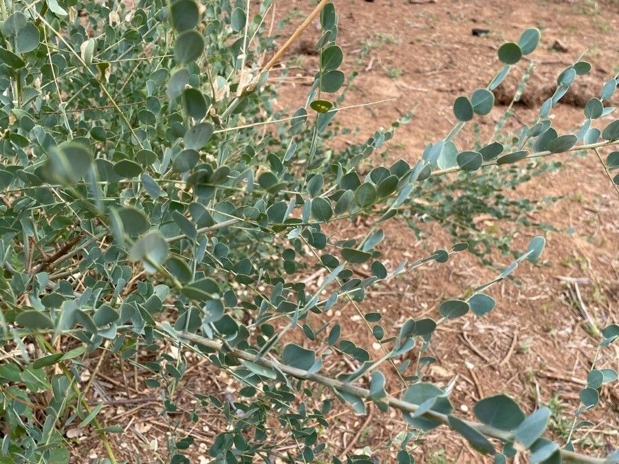 Maerua decumbens bark