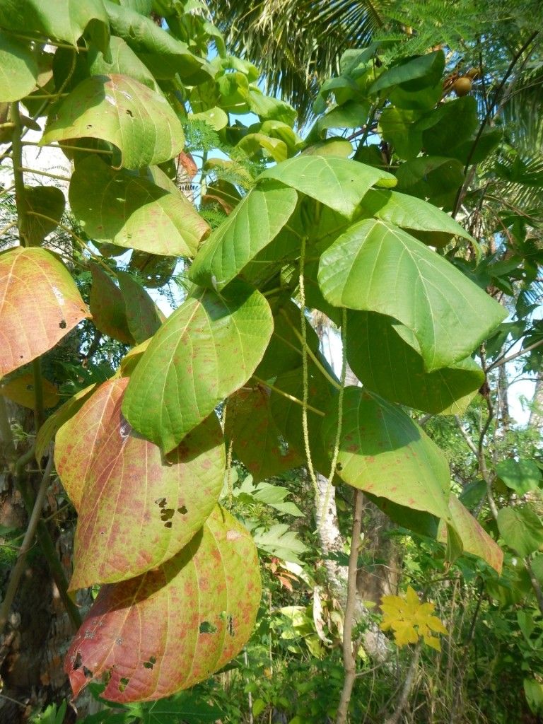 Macaranga vedeliana habit