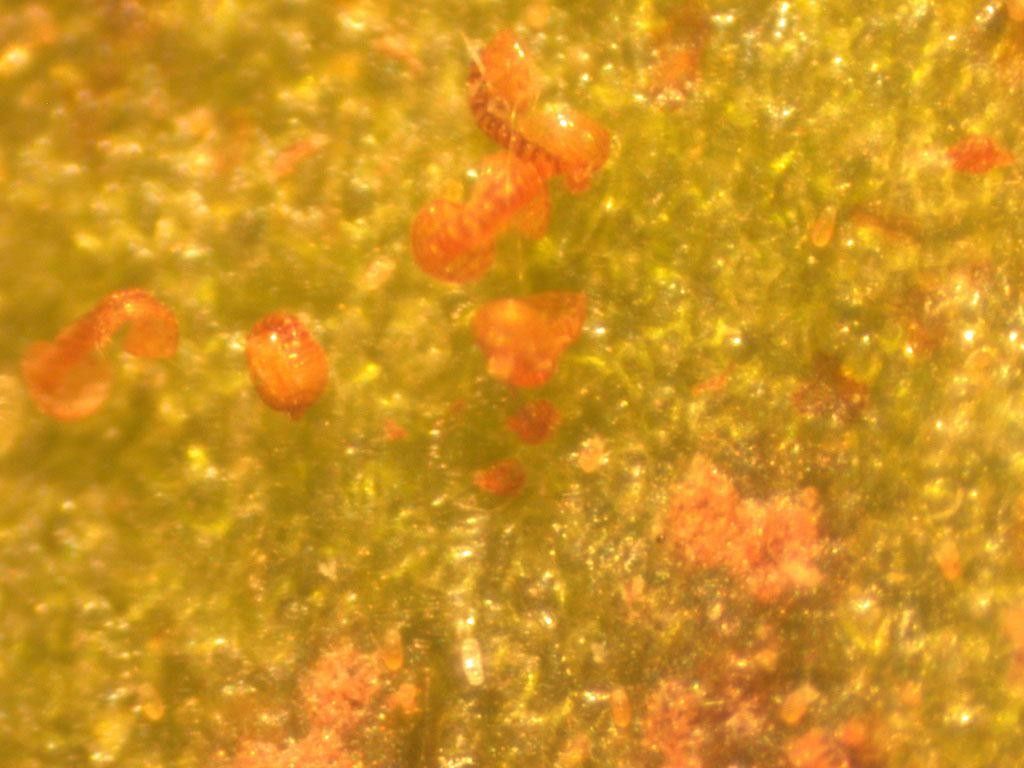 Adiantum petiolatum other