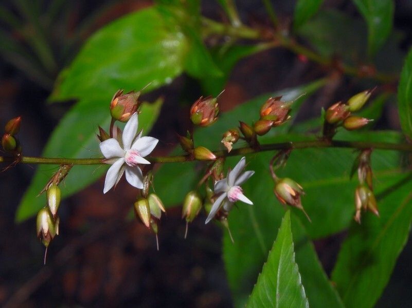 Sauvagesia elata — related species from the same genus