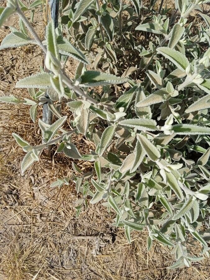 Hyptis albida — related species from the same genus