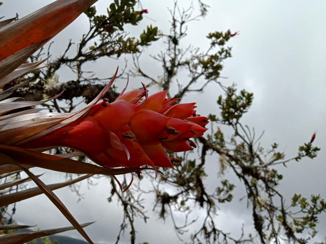 Tillandsia turneri — houseplant care guide