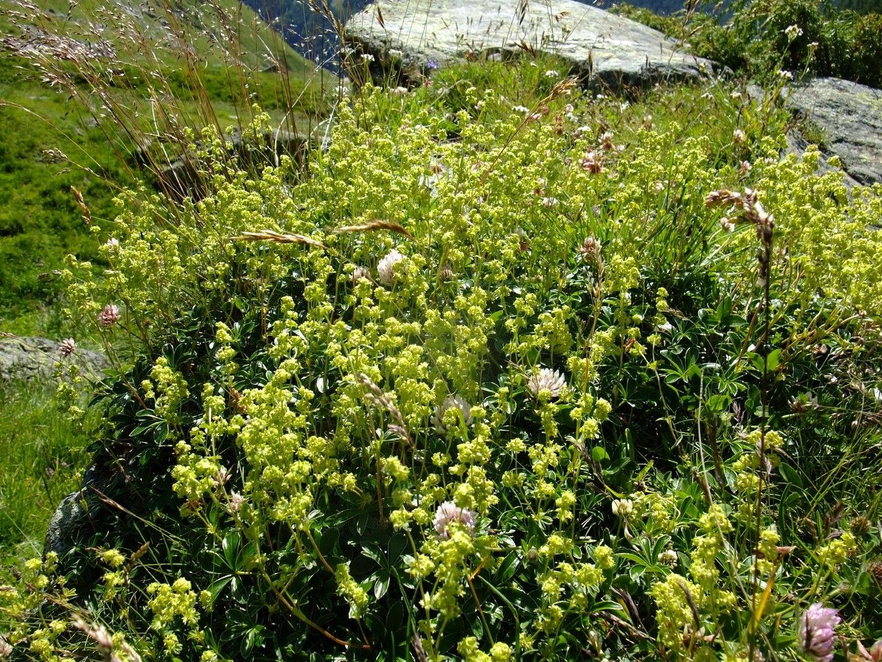 Alchemilla nitida habit
