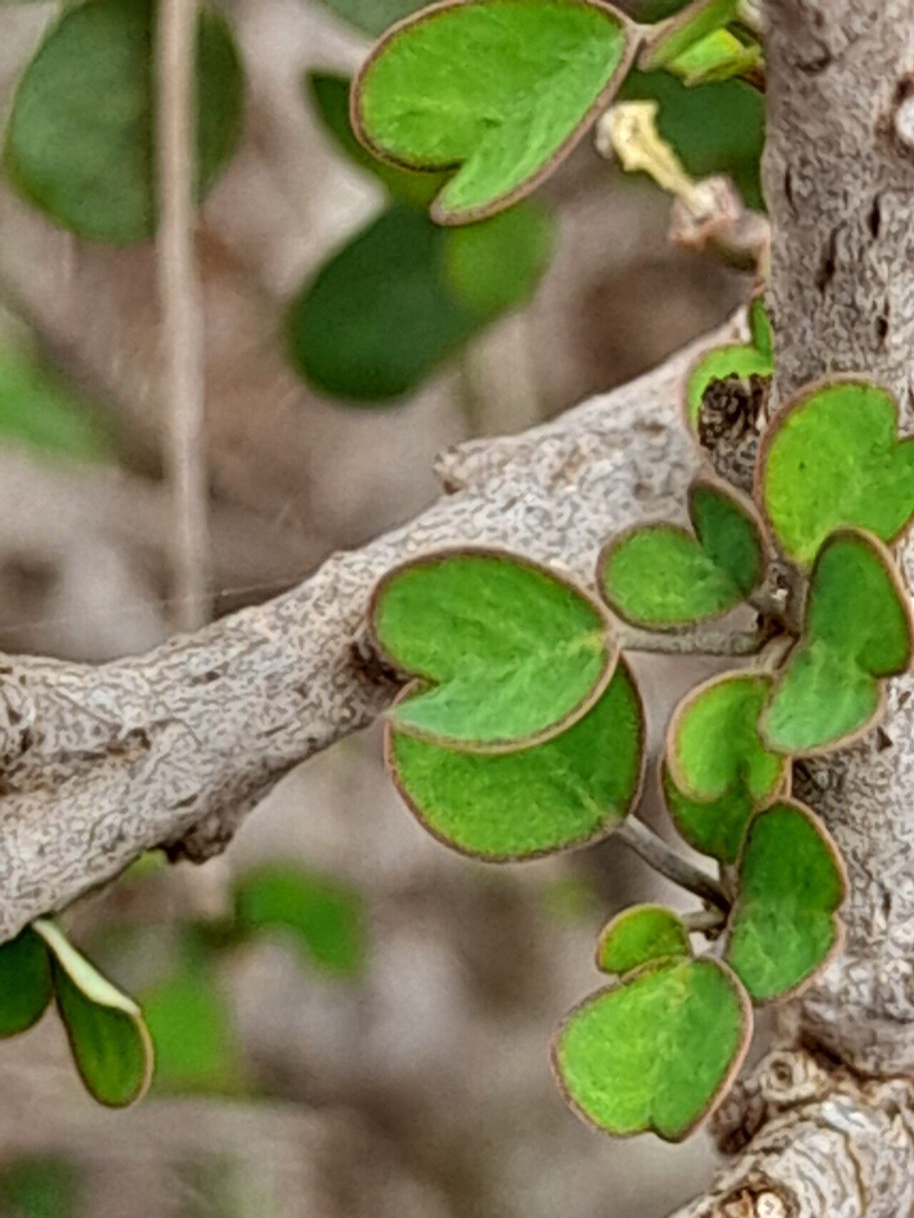 Euphorbia subpeltatophylla leaf