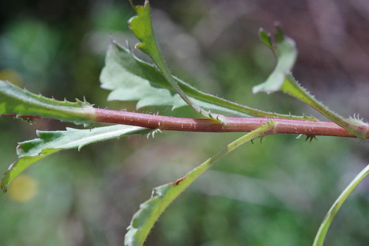 Leucanthemum subglaucum — houseplant care guide