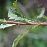 Leucanthemum subglaucum
