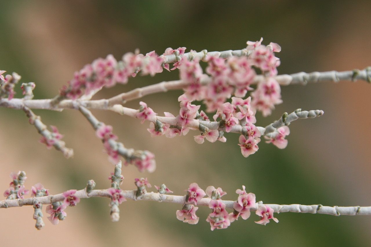 Anabasis oropediorum — related species from the same genus