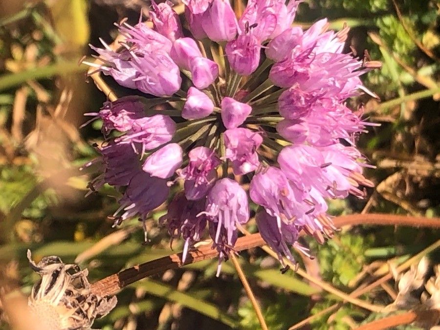 Allium palentinum flower