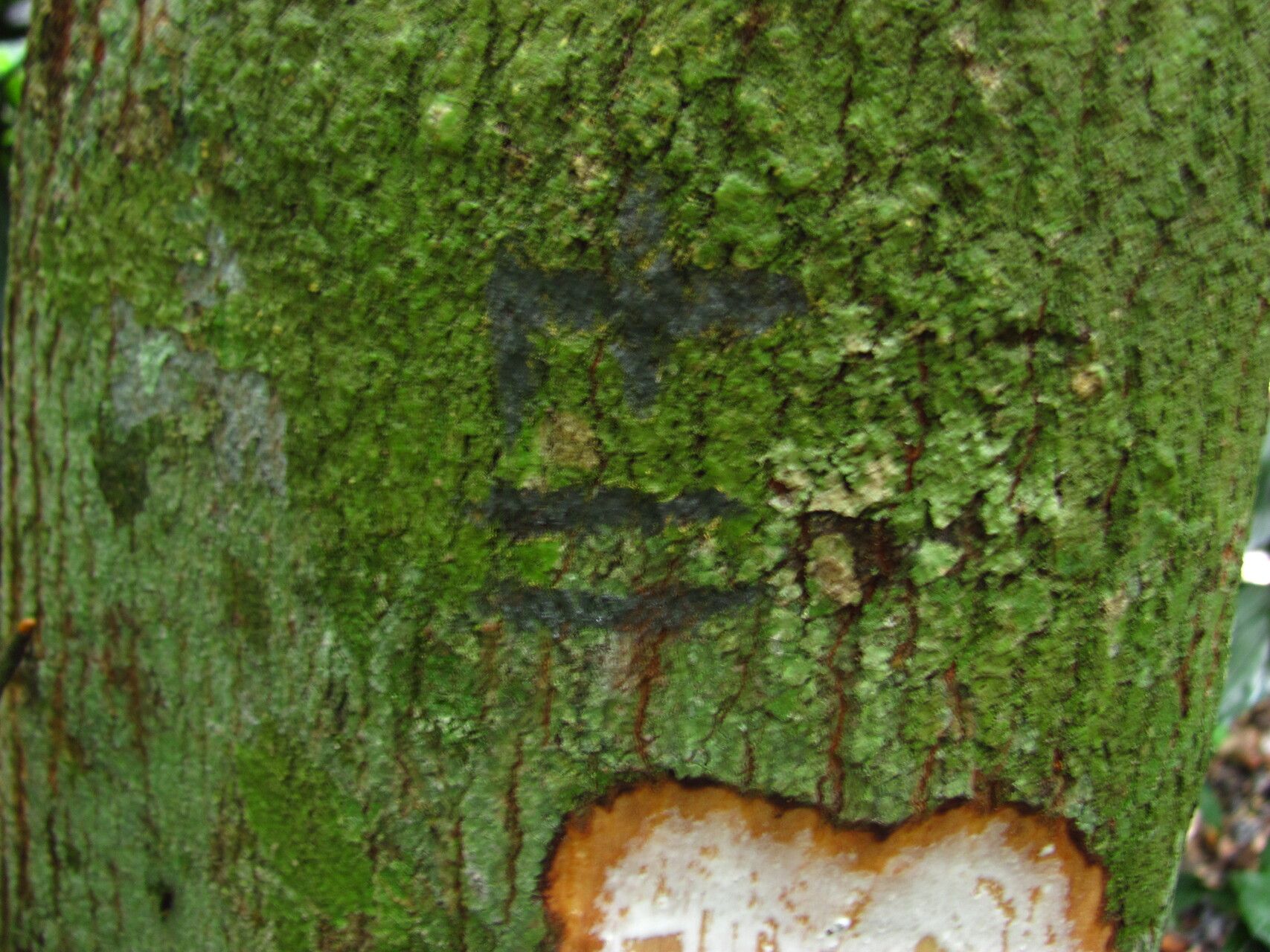 Chrysophyllum africanum — related species from the same genus