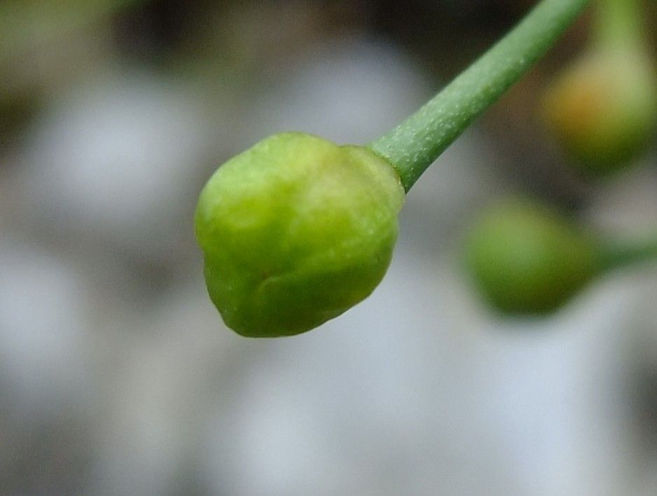 Bulbine annua fruit