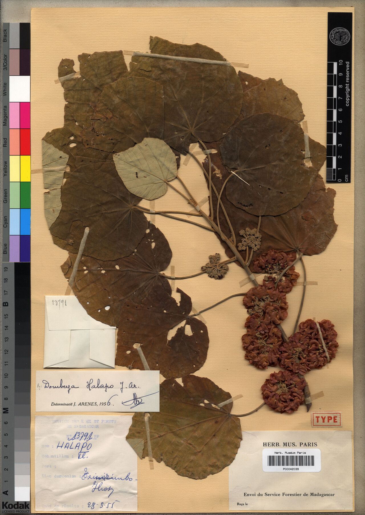 Dombeya halapo — houseplant care guide