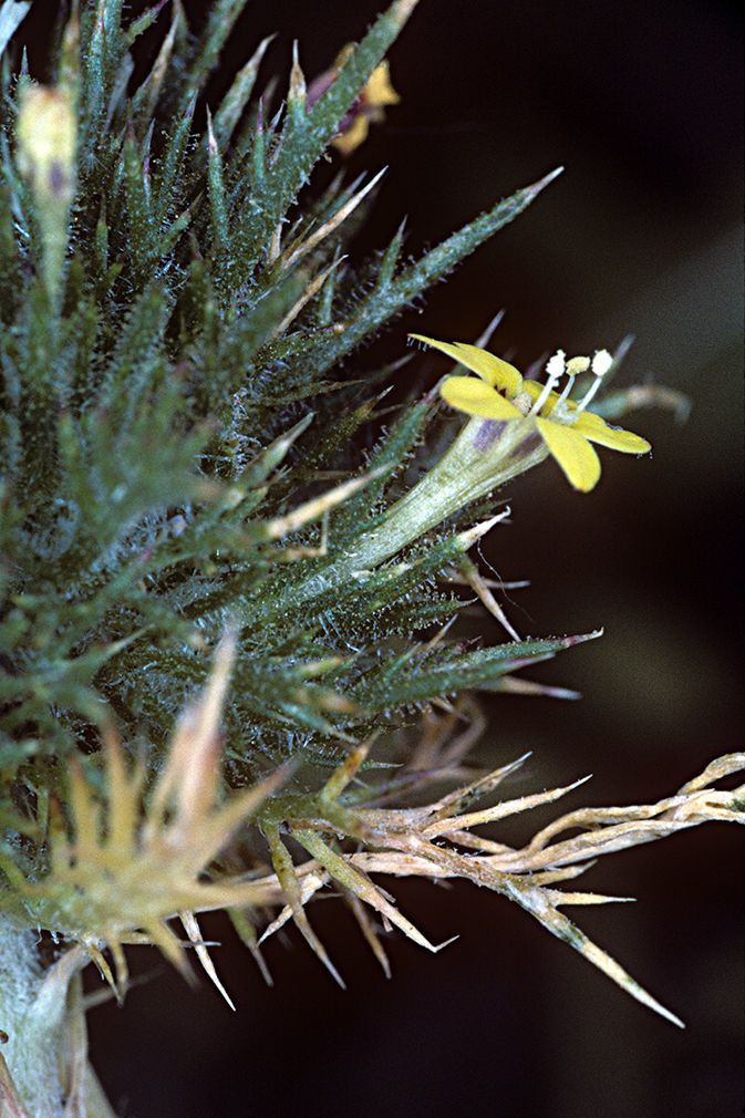 Navarretia nigelliformis habit