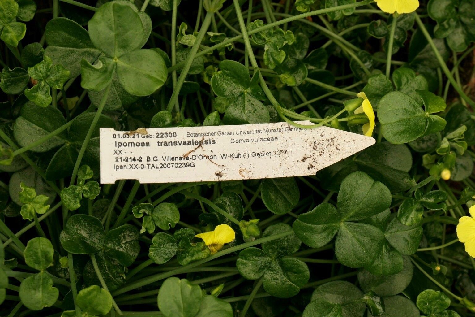 Ipomoea transvaalensis other