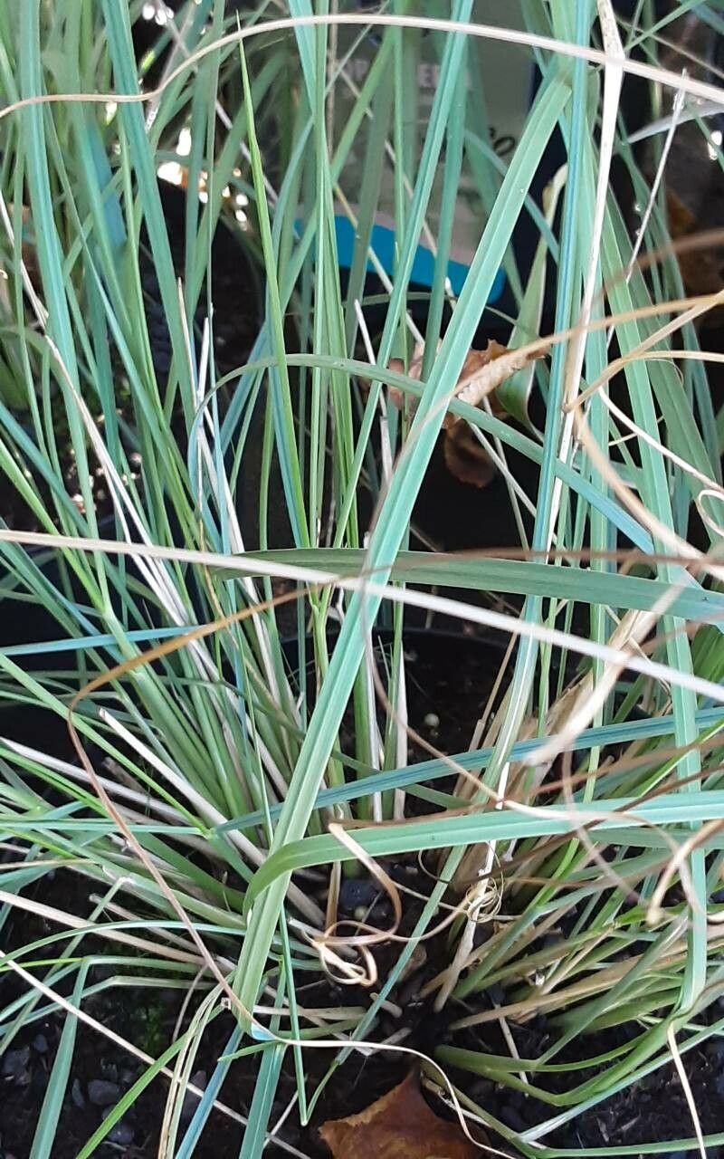 Stipa lagascae — search result for 'Stipa'