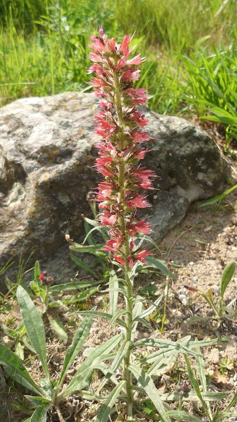 Pontechium maculatum habit