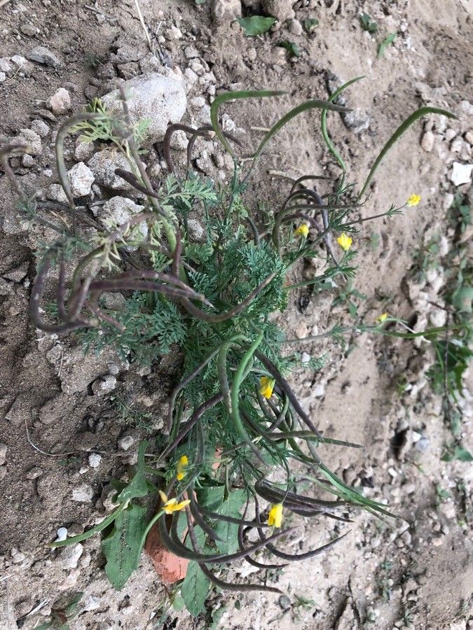 Hypecoum procumbens fruit