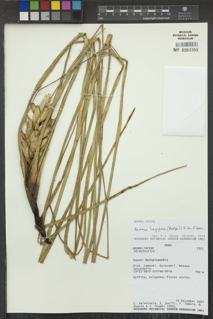 Aechmea longifolia other