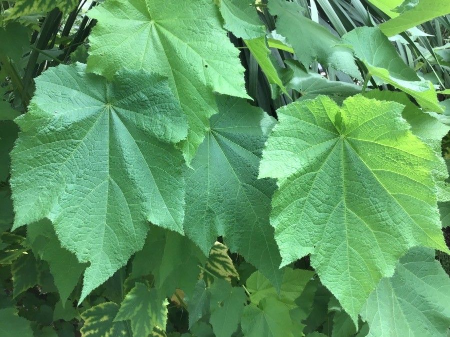 Sparrmannia africana