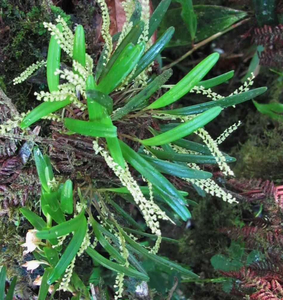 Stelis hymenantha — houseplant care guide