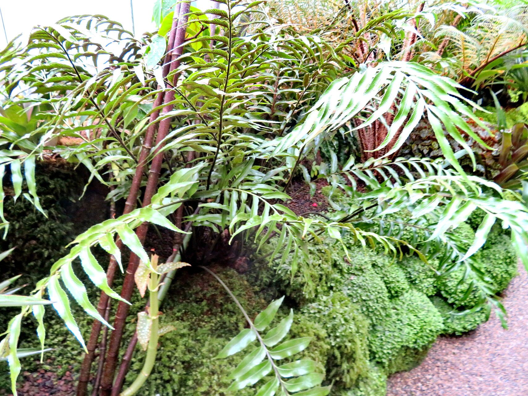 Asplenium lyallii habit