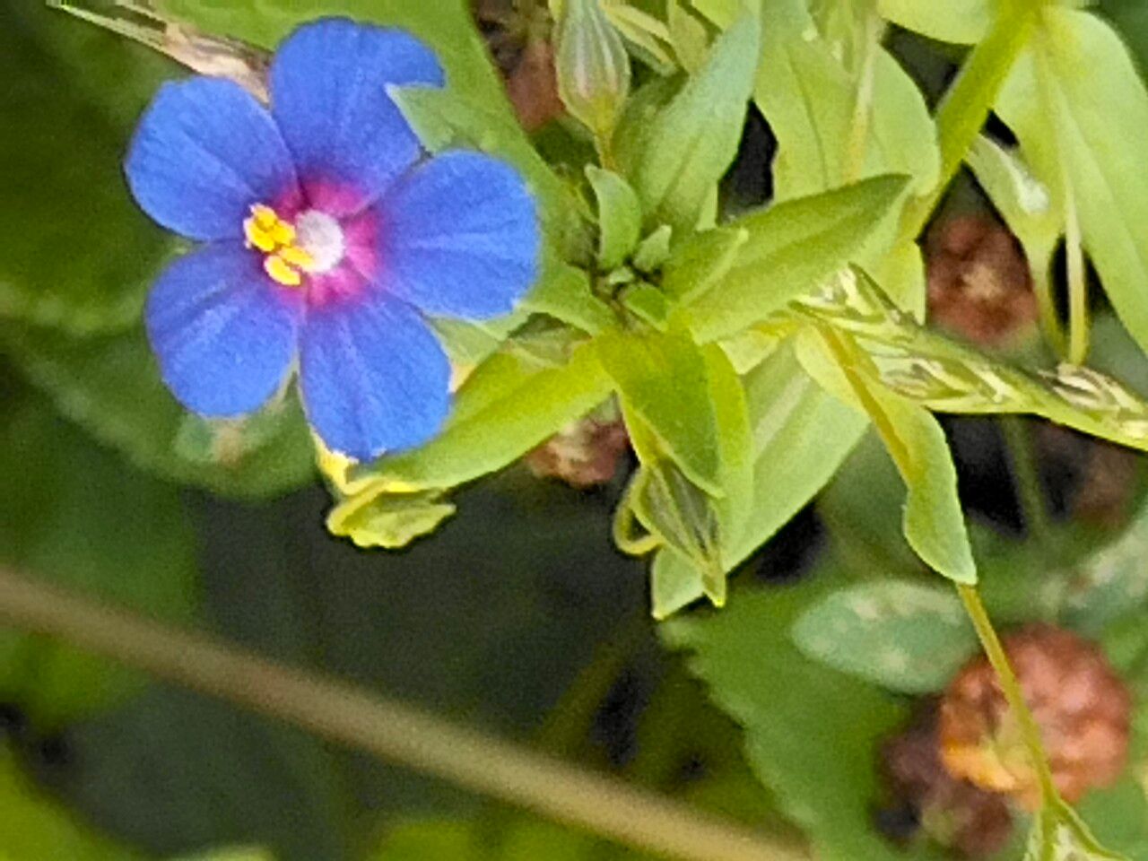 Lysimachia monelli — search result for 'Southern Italy'