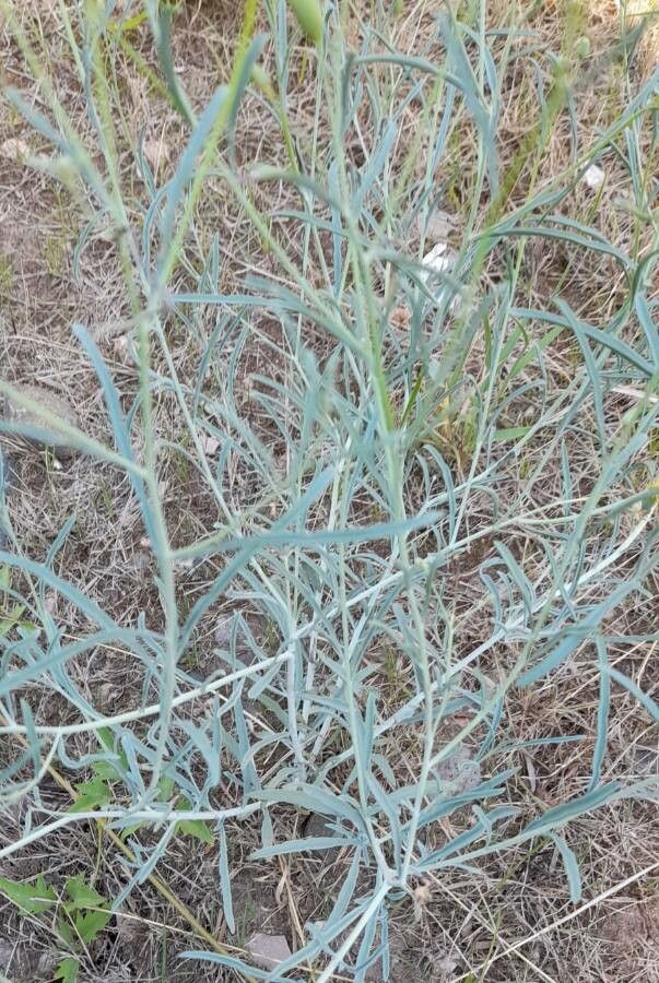 Porophyllum obscurum leaf