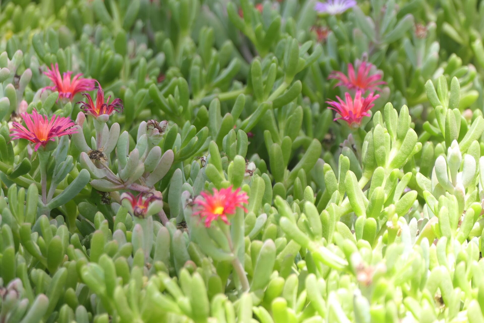 Malephora purpureocrocea habit