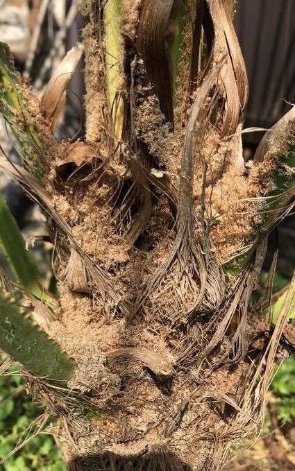 Trachycarpus ukhrulensis bark