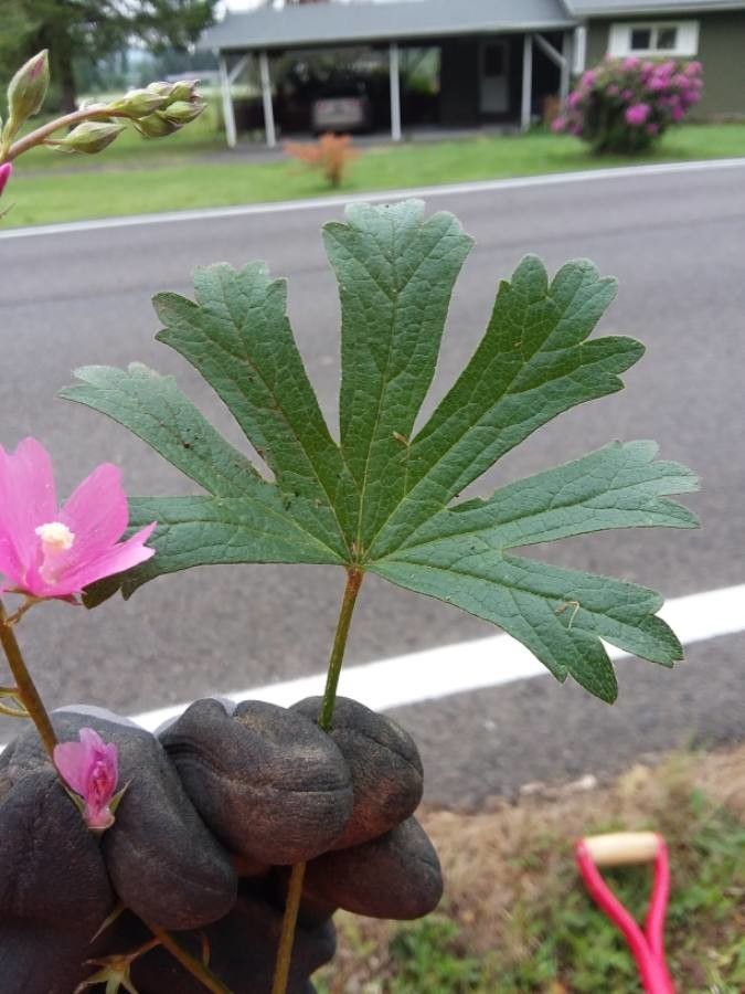 Sidalcea malviflora — houseplant care guide