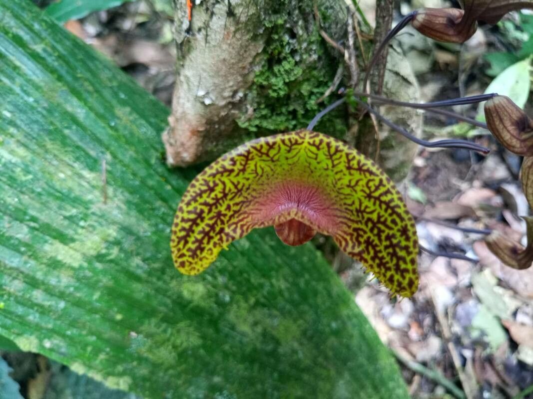 Aristolochia wankeana flower