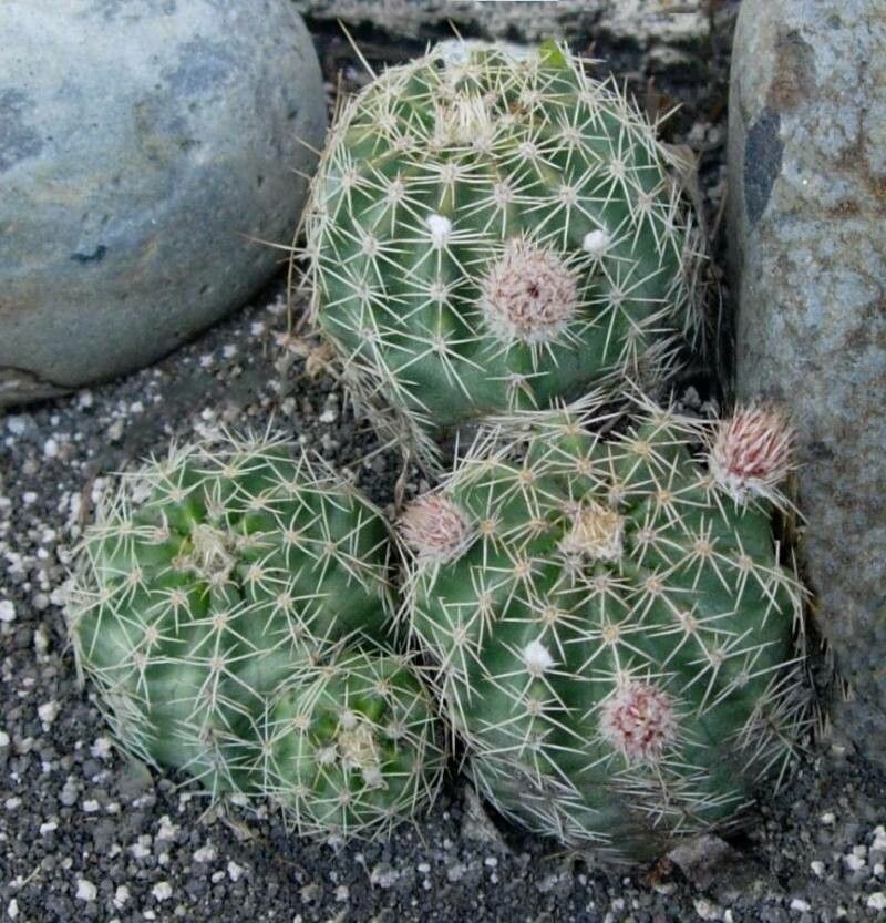 Echinocereus palmeri — search result for 'Echinocereus'