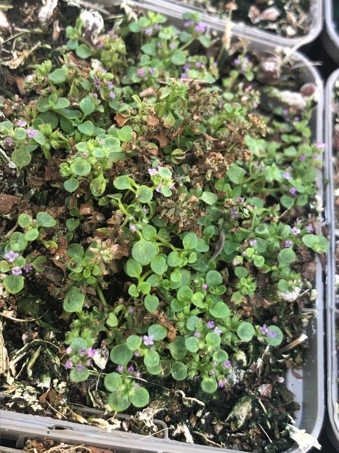 Mentha requienii habit