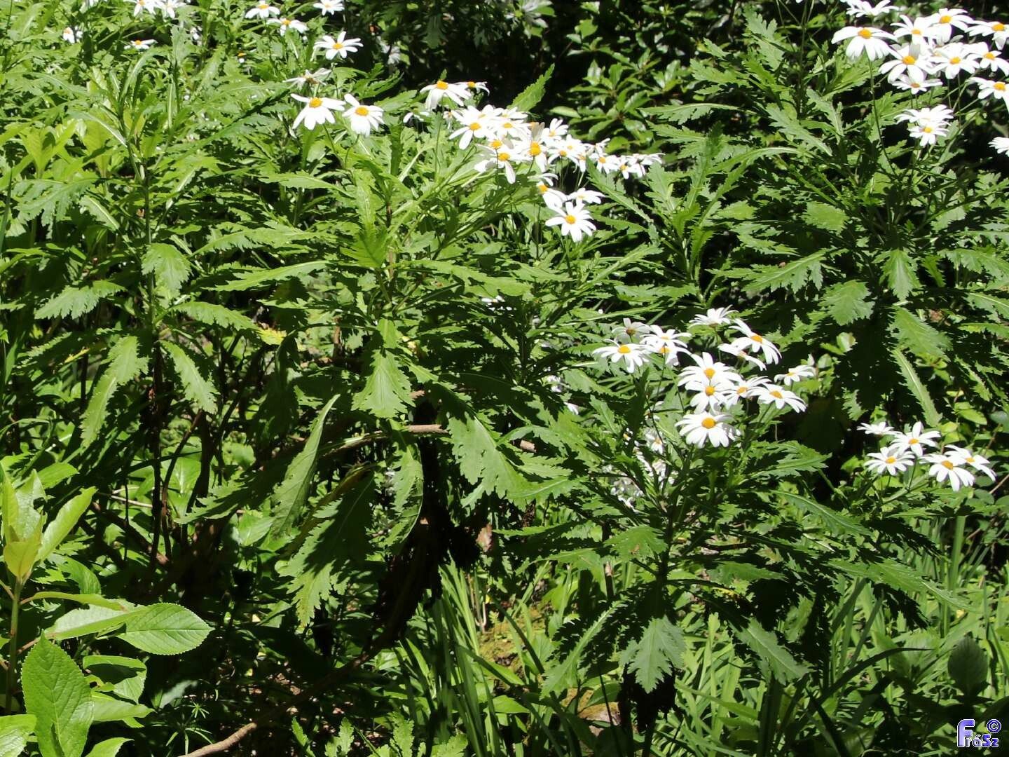 Argyranthemum pinnatifidum habit