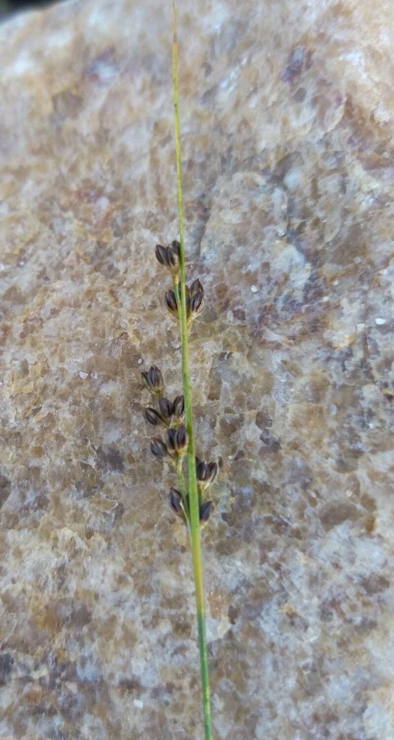 Juncus compressus fruit