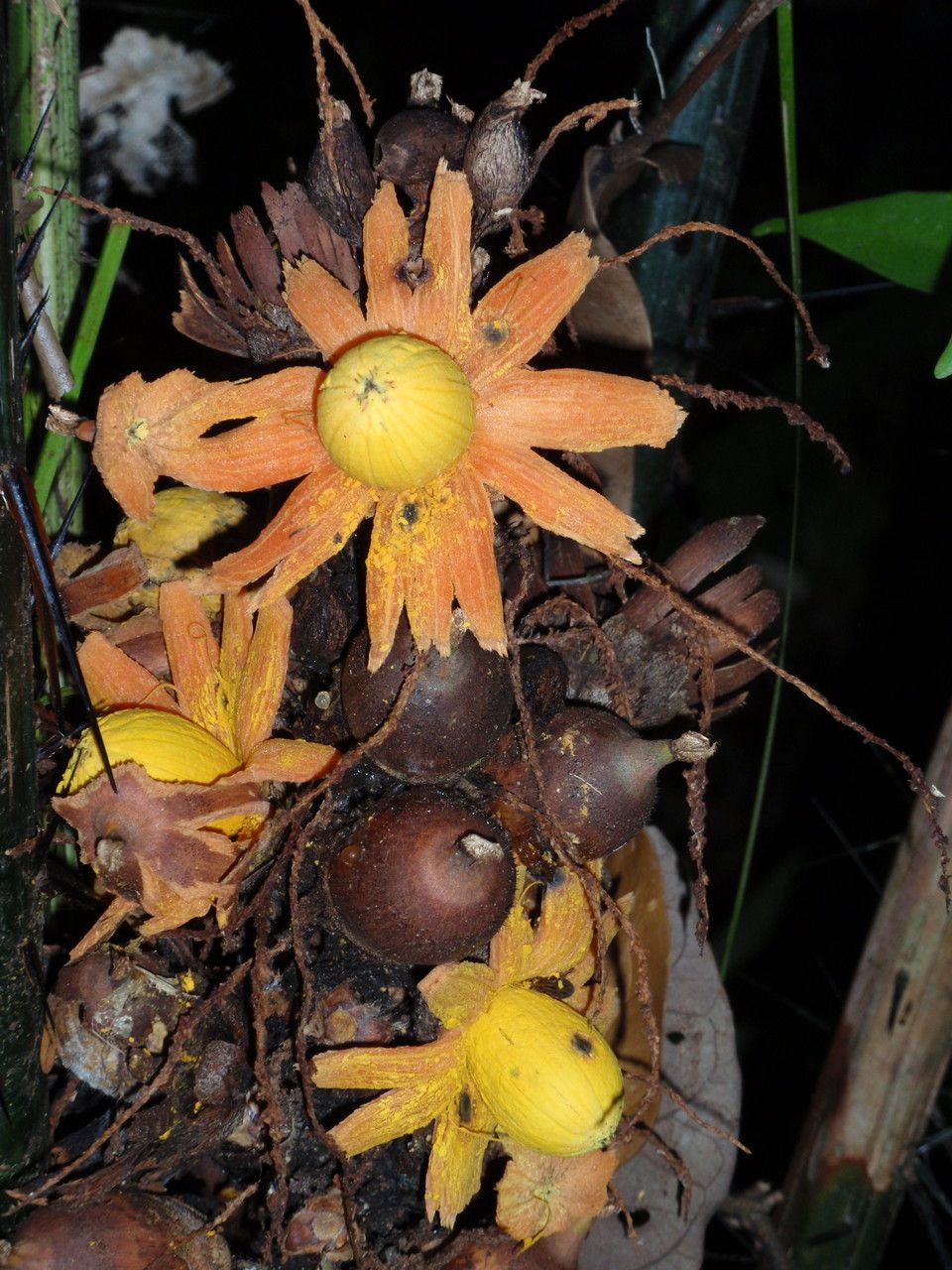 Astrocaryum paramaca fruit